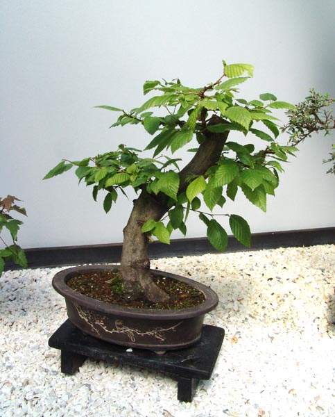 1b.jpg (111613 bytes)