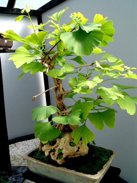 1b.jpg (111613 bytes)