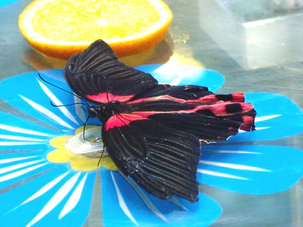 1b.jpg (111613 bytes)