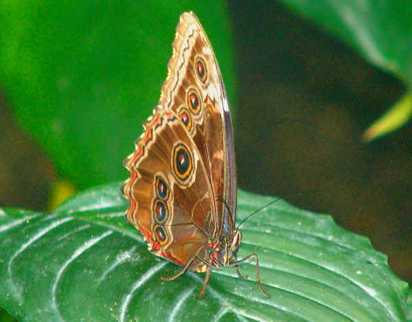 1b.jpg (111613 bytes)