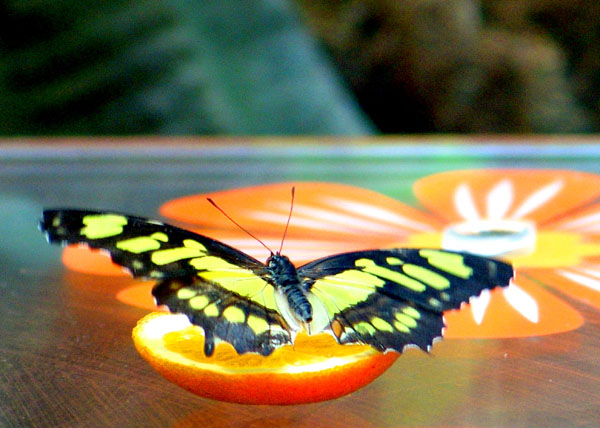 1b.jpg (111613 bytes)