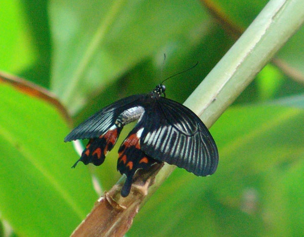 1b.jpg (111613 bytes)