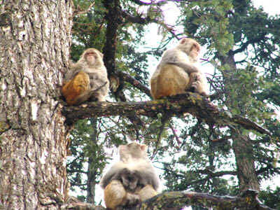 1b.jpg (111613 bytes)