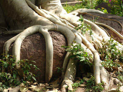 1b.jpg (111613 bytes)