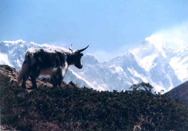 4b.jpg (43560 bytes)