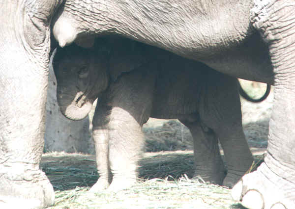 50b.jpg (96640 bytes)