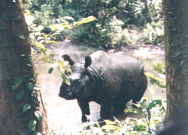 52b.jpg (113962 bytes)