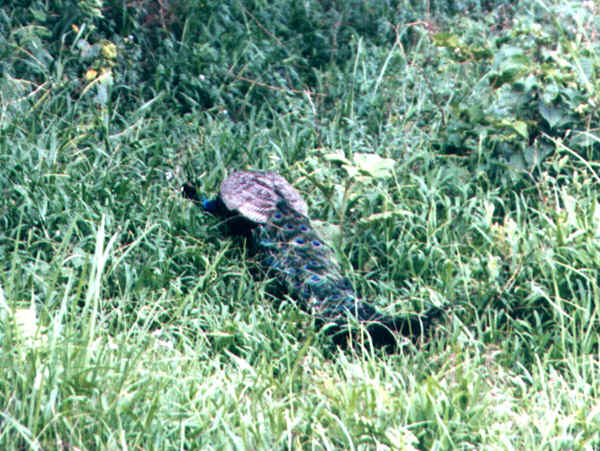 55b.jpg (178676 bytes)