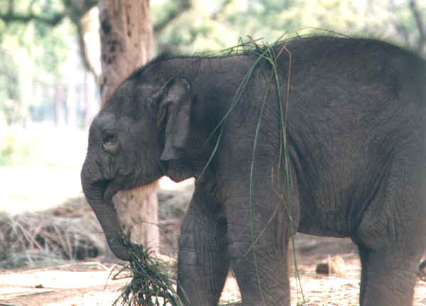 58b.jpg (85125 bytes)