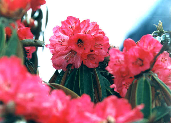 59b.jpg (87758 bytes)