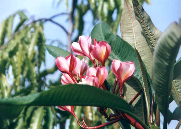 60b.jpg (102180 bytes)